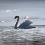 Ein Schwan schwimmt im Wasser.