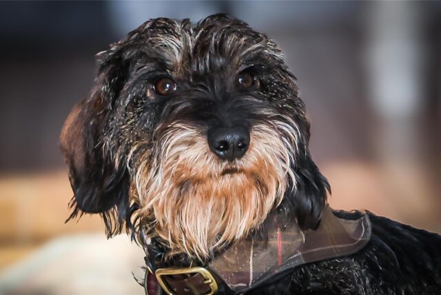 Dackel-Hündin „Erle“ aus Dortmund zeigte nach einem Spaziergang Vergiftungserscheinungen. Der Tierarzt traf eine Diagnose, die ihre Besitzerin überraschte.