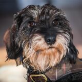 Dackel-Hündin „Erle“ aus Dortmund zeigte nach einem Spaziergang Vergiftungserscheinungen. Der Tierarzt traf eine Diagnose, die ihre Besitzerin überraschte.