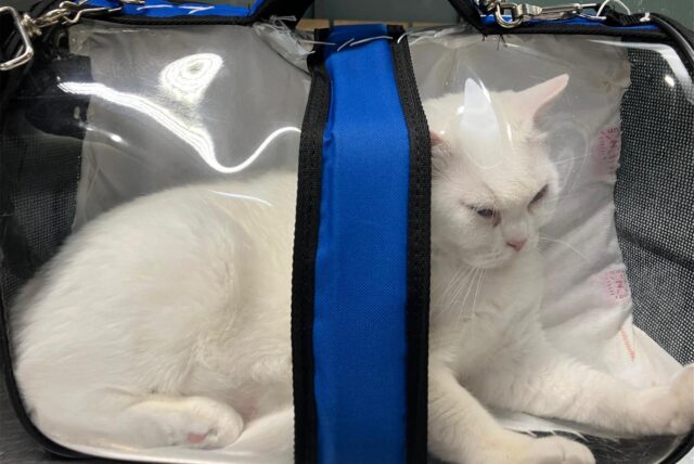 Eine weiße Katze sitz in einer durchsichtigen Tasche.