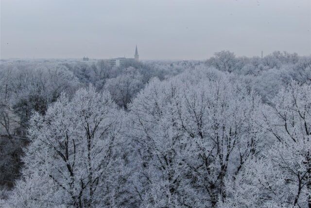 Ein Blick über schneebedeckte Bäume direkt auf den Kirchturm der evangelischen Stadtkirche von Unna.