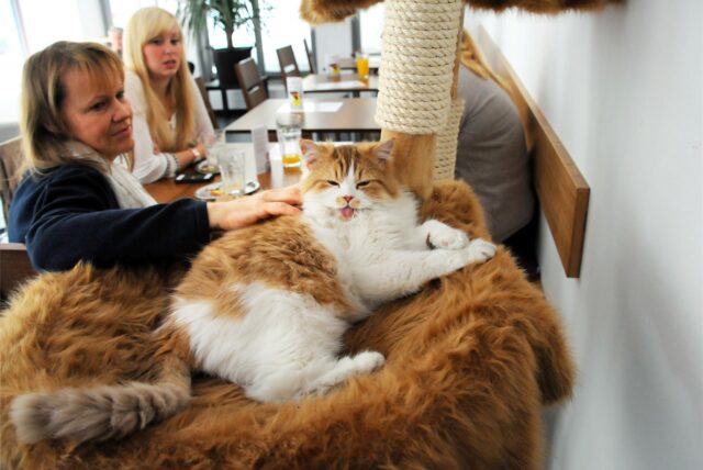 Die Katzencafé-Kette „Katzentempel“ betreibt bundesweit Filialen – unter anderem auch in Bochum. Unser Archivbild zeigt eine Szene aus der Niederlassung in München.