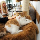 Die Katzencafé-Kette „Katzentempel“ betreibt bundesweit Filialen – unter anderem auch in Bochum. Unser Archivbild zeigt eine Szene aus der Niederlassung in München.