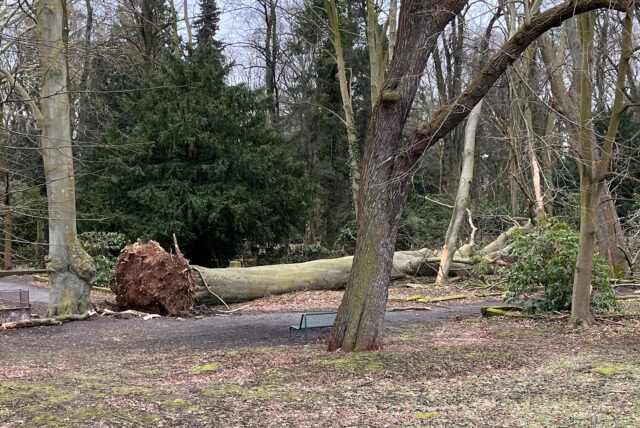 Auf dem Westfriedhof in Unna liegt ein entwurzelter Baum