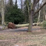 Auf dem Westfriedhof in Unna liegt ein entwurzelter Baum
