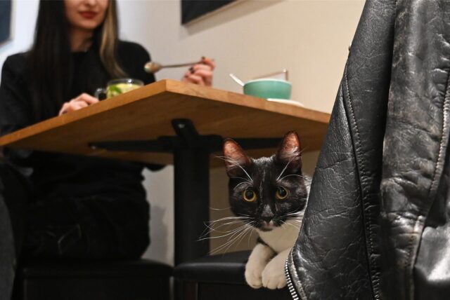 Ein Kater liegt auf einem Stuhl, am Tisch sitzt eine Frau und isst.