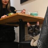 Ein Kater liegt auf einem Stuhl, am Tisch sitzt eine Frau und isst.