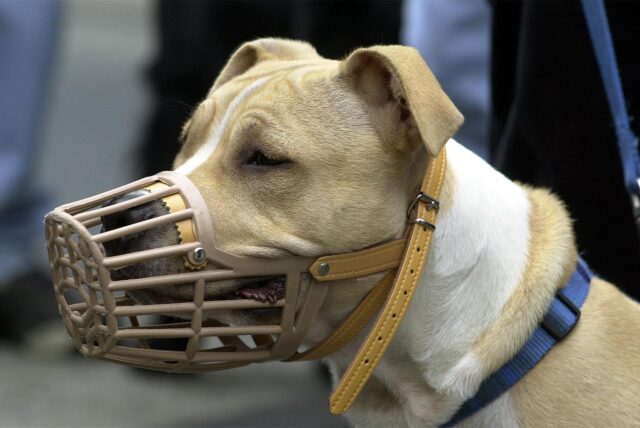 Ein American Stafford Terrier mit Maulkorb.
