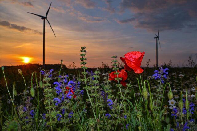 Roter Klatschmohn, blauer Wiesensalbei und andere Blumen sind am Abend, kurz vor Sonnenuntergang, auf einer Wiese zu sehen. Im Hintergrund stehen zwei Windräder.