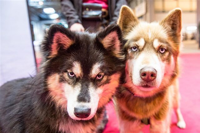 Zwei Huskys stehen auf der Straße (Symbolbild).