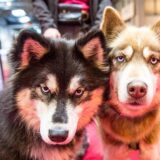 Zwei Huskys stehen auf der Straße (Symbolbild).