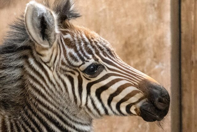 Das neu geborene Zebra-Fohlen im Zoo Dortmund