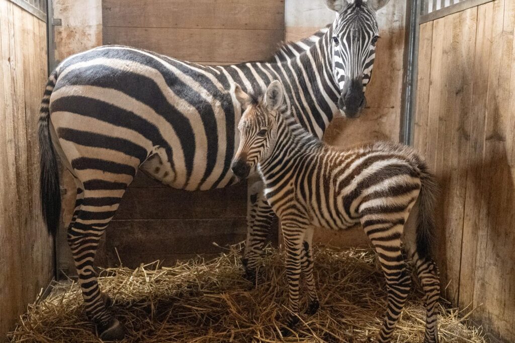 Das neu geborene Zebra-Fohlen mit Mutter Frigga in ihrer Box im Zoo Dortmund. Das neu geborene Zebra-Fohlen mit Mutter Frigga in ihrer Box im Zoo Dortmund.