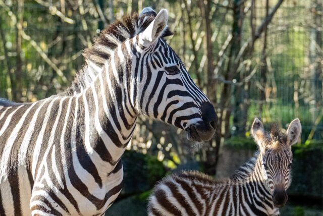 Das Zebrafohlen erkundet mit seiner Mutter die Außenanlage im Zoo Dortmund.