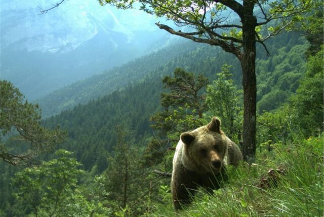 Ein Bär läuft durch ein hügeliges Gebiet im Trentino.