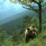 Ein Bär läuft durch ein hügeliges Gebiet im Trentino.