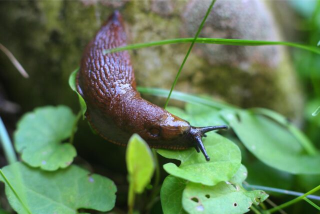 Eine Nacktschnecke kriecht über ein Blatt.