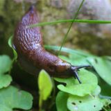 Eine Nacktschnecke kriecht über ein Blatt.