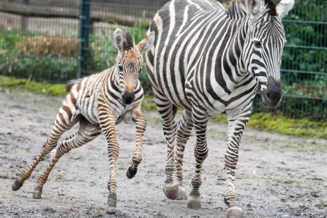 Ein Zebra mit ihrem Fohlen im Zoo Dortmund.
