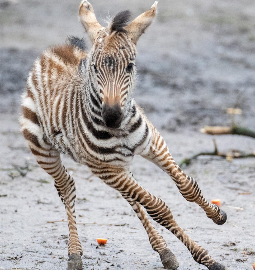 Zoo Dortmund