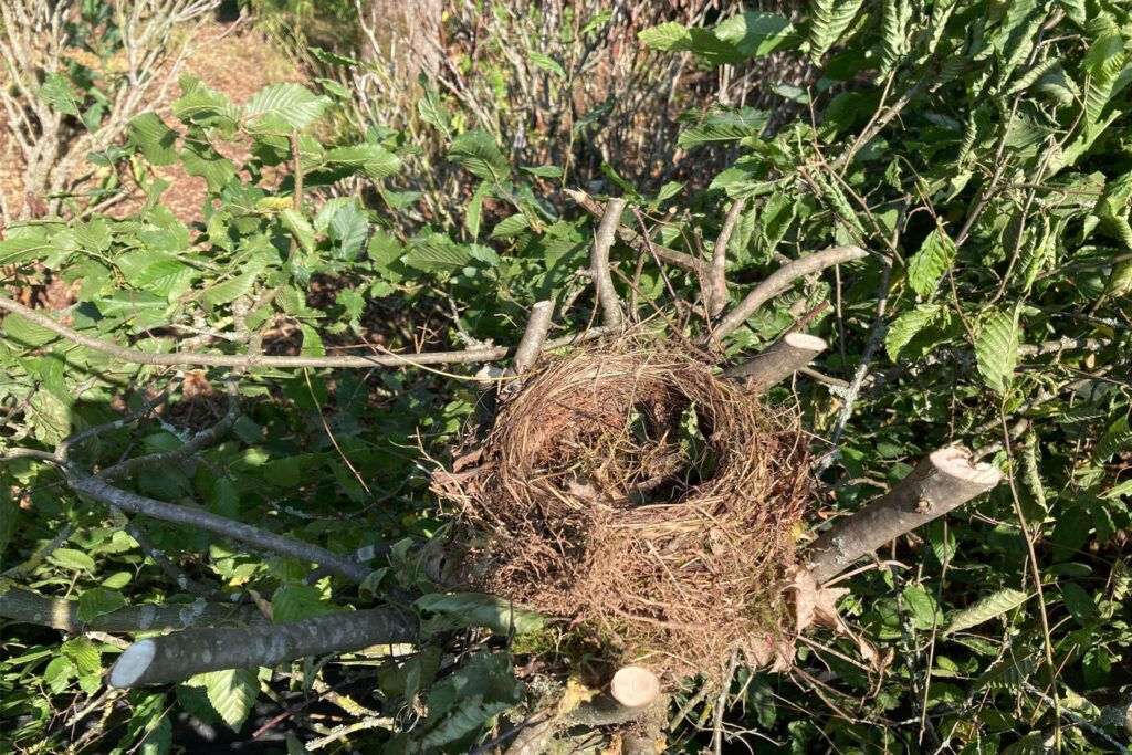 Ein Vogelnest hängt in einer geschnittenen Hecke.