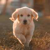 Montage: Links ein weißer, kleiner Hund läuft im Sonnenlicht auf die Kamera zu, rechts ein Luftbild des Holzwickeder Rathauses.