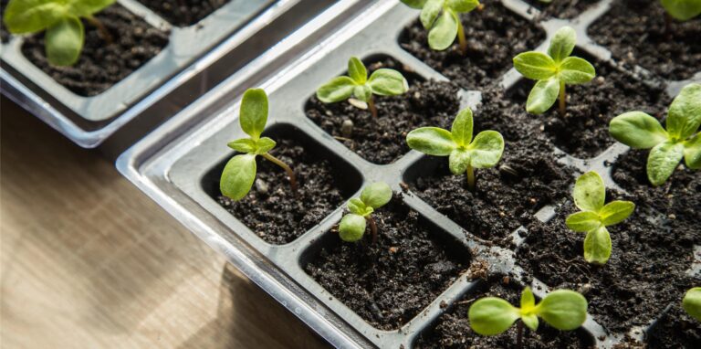In Aussaatschalen kann man Pflanzen für den Garten im Warmen vorziehen.