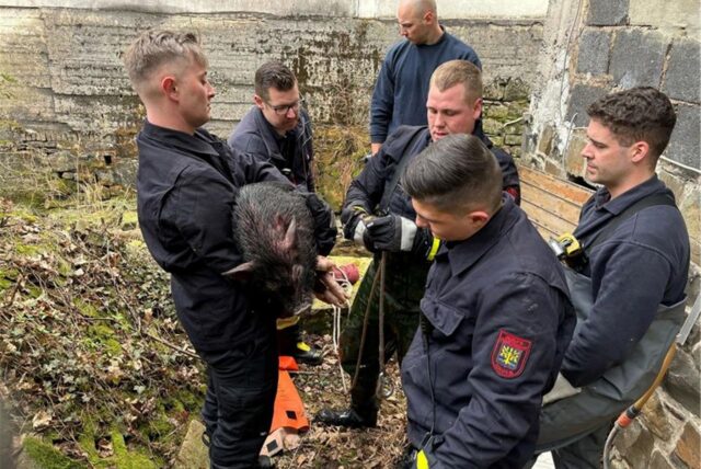Auszubildende der Feuerwehr haben in Hagen ein junges Hausschwein aus einem Bach gerettet. Das Tier war von einem Hund gejagt worden und in den Bach gesprungen, wie die Feuerwehr mitteilt. Wegen einer steilen Uferböschung habe sich das verletzte Jungtier nicht selbst aus seiner Notlage befreien können