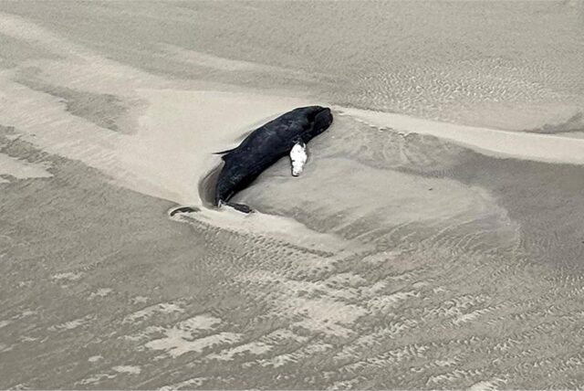 Ein Wal liegt am Strand von Wangerooge.