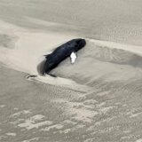 Ein Wal liegt am Strand von Wangerooge.