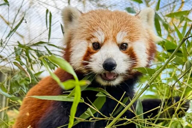„Chenpo“ zwischen Blättern – der Kleine Panda lebt im Zoo Dortmund
