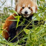 „Chenpo“ zwischen Blättern – der Kleine Panda lebt im Zoo Dortmund