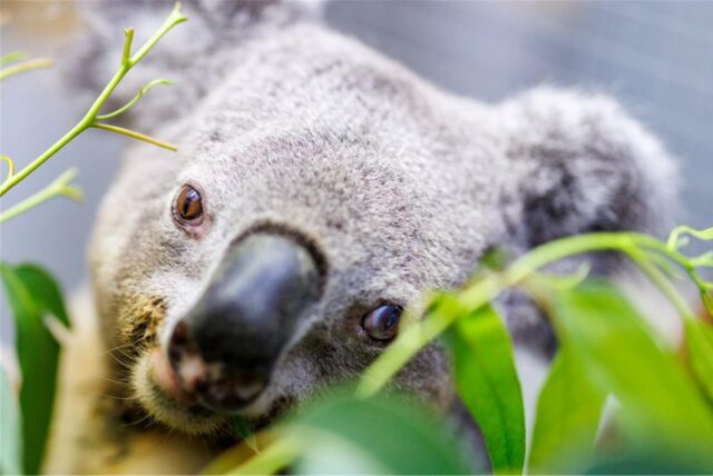 Koala Irwin sitzt in seinem Gehege auf einem Baum und frisst frische Eukalyptus-Blätter.