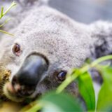 Koala Irwin sitzt in seinem Gehege auf einem Baum und frisst frische Eukalyptus-Blätter.