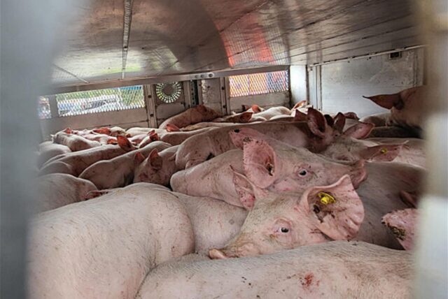 Zwei Schweine sitzen in einem Tierpark. (Symbolbild)