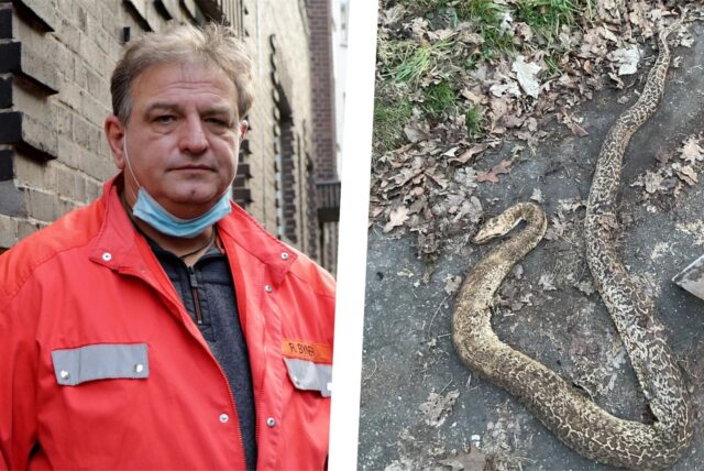 Collage: links Schlangen-Experte Roland Byner, rechts eine tote Schlange in Dortmund-Mengede.