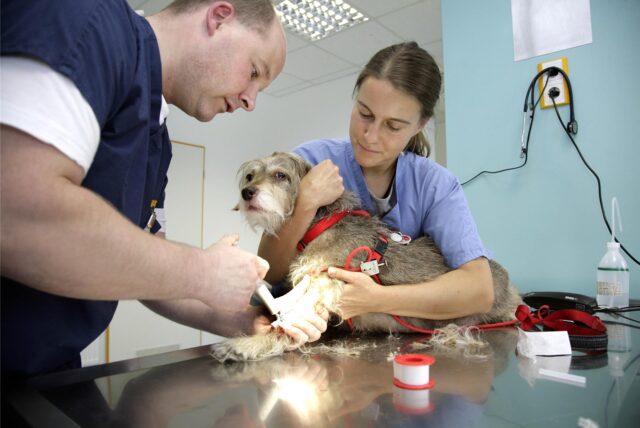 Tierärzte geben einem Hund eine Impfung. Es handelt sich um ein Symbolbild.