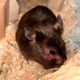 Ein schwarz-brauner Hamster in Nahaufnahme. Man sieht, dass die Backe dick ist. Unter dem Auge ist die Haut unter dem Fell rot. Das Auge tränt.