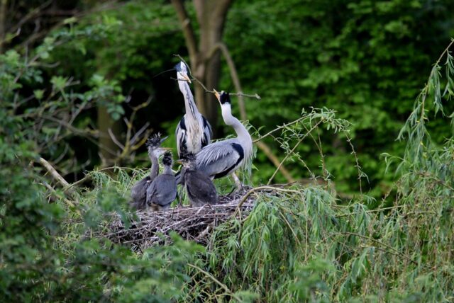 Ein Graureiherpärchen in ihrem Nest mit drei Jungvögeln.