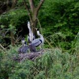 Ein Graureiherpärchen in ihrem Nest mit drei Jungvögeln.