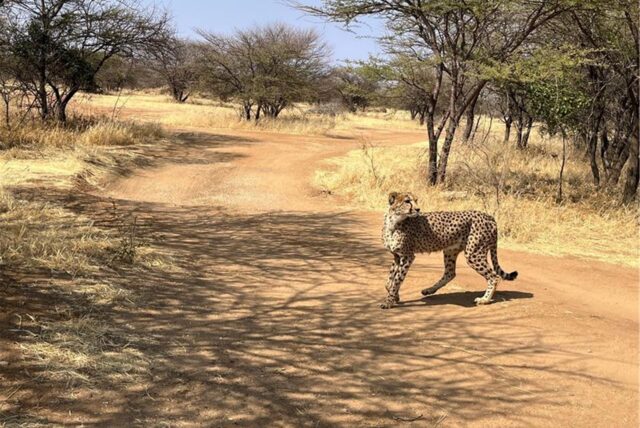 Ein Gepard in einem Rehabilitierungszentrum des Cheetah Conservation Fund (CCF) in Namibia.