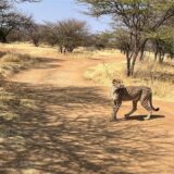 Ein Gepard in einem Rehabilitierungszentrum des Cheetah Conservation Fund (CCF) in Namibia.