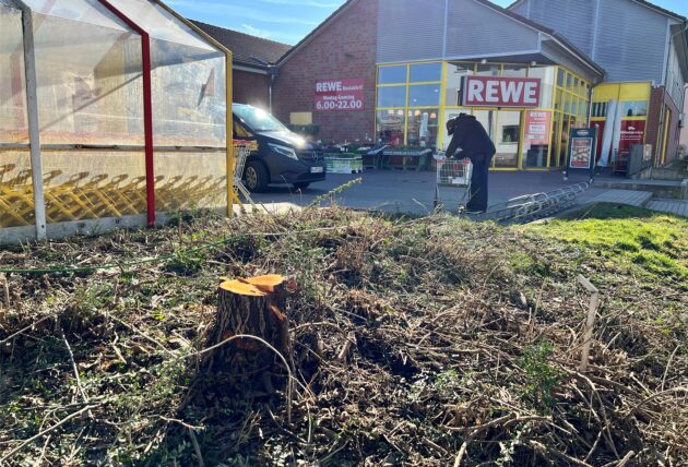 Ein Baumstumpf ist im Vordergrund zu sehen, rechts daneben das Einkaufswagenhäuschen, im Hintergrund der Rewe.
