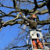 Von einem Hubsteiger aus trennt ein Arbeiter mit Kettensäge einen Ast aus der Krone eines Baumes. In der Uelzener Heide lässt die Stadt Totholz beseitigen, damit dieses nicht unkontrolliert auf den Weg darunter stürzt.