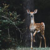 Ein Reh im Wald