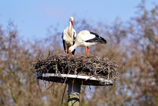 Zwei Störche im Nest.