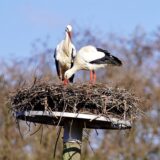 Zwei Störche im Nest.