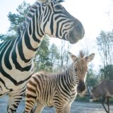 Zebrafohlen im Dortmunder Zoo