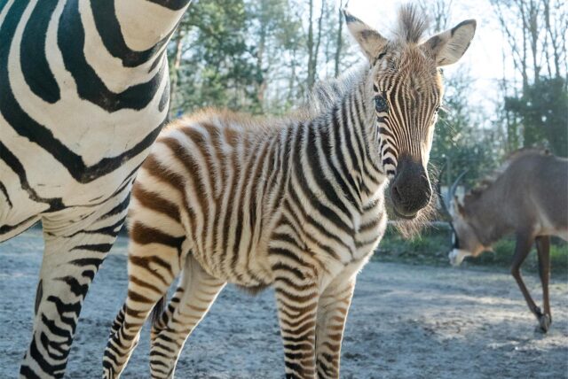 Zebrafohlen im Dortmunder Zoo