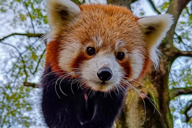 Der Rote Panda Chenpo klettert im Zoo Dortmund auf einem Baum.